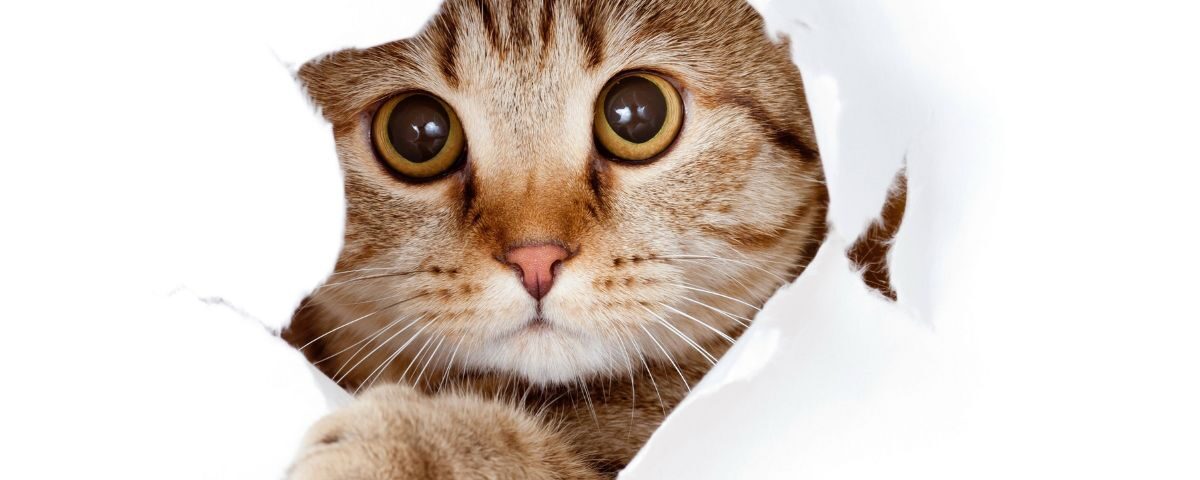 Seules ces 5 races de chats sont considérées comme les plus intelligentes Seules ces 5 races de chats sont considérées comme les plus intelligentes