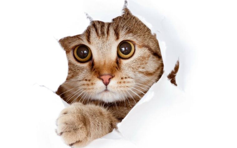 5 races de chat