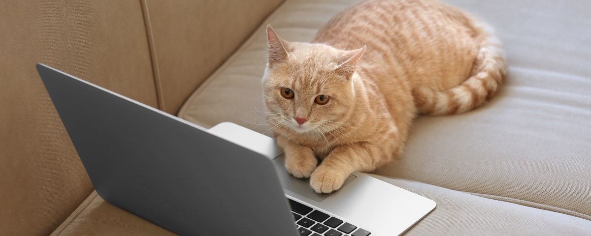 Quelles sont les différences entre les chats de gouttière et les chats de race ?