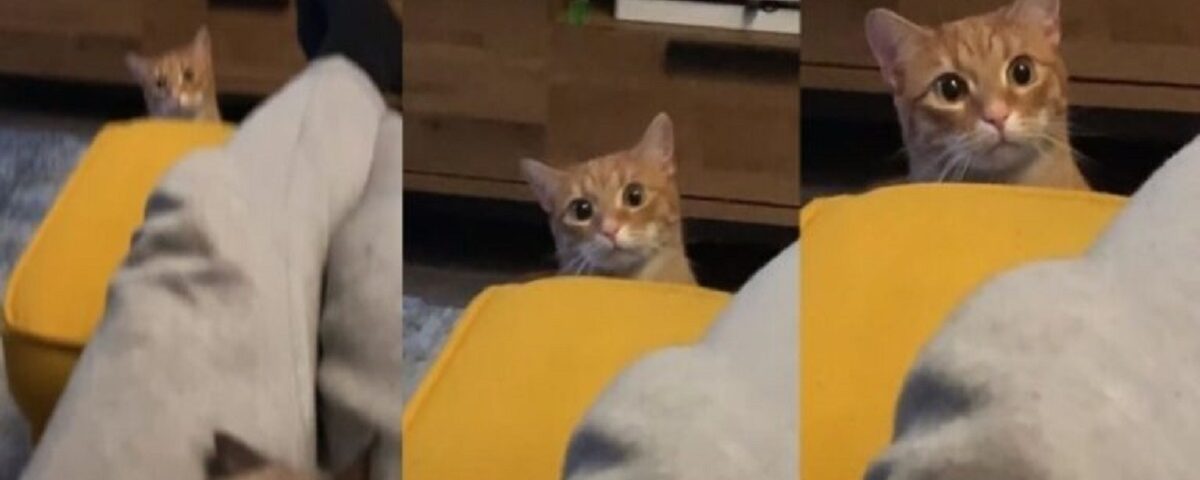 La réaction d’un chat en voyant son propriétaire avec un autre chaton devient virale