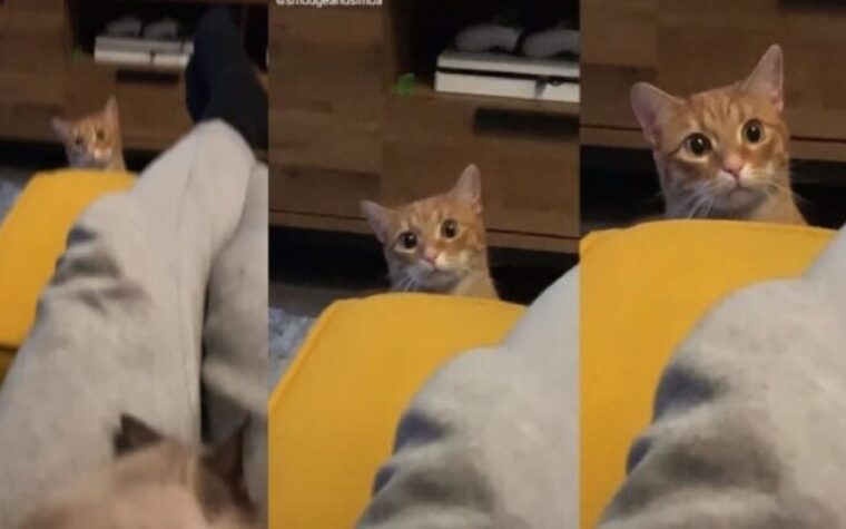 La réaction d'un chat