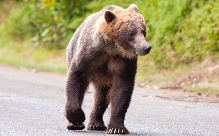 Maman Ours