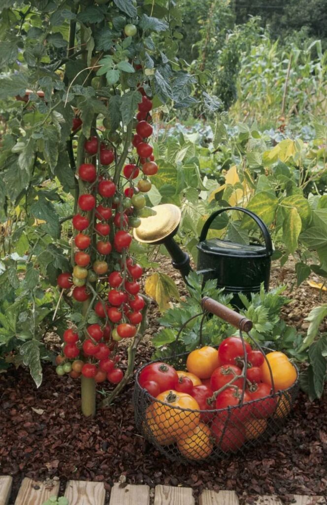 arrosage plants de tomates