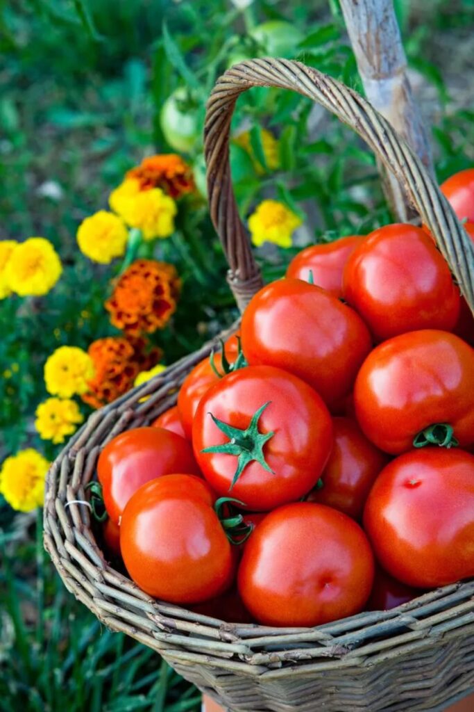 arroser les plants de tomates