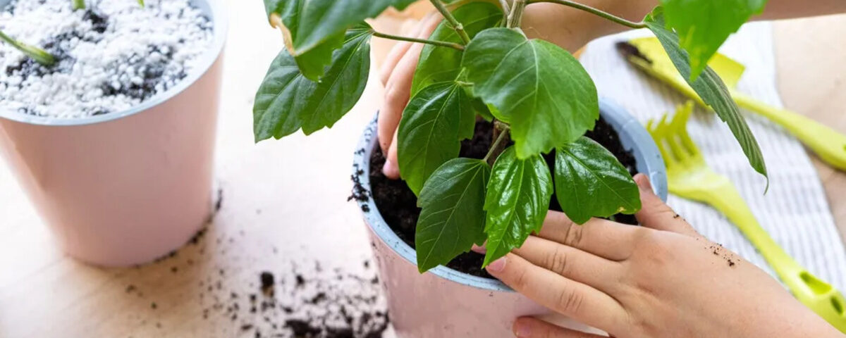 Comment éliminer naturellement les insectes du sol des plantes d’intérieur ? Comment éliminer naturellement les insectes du sol des plantes d’intérieur ?