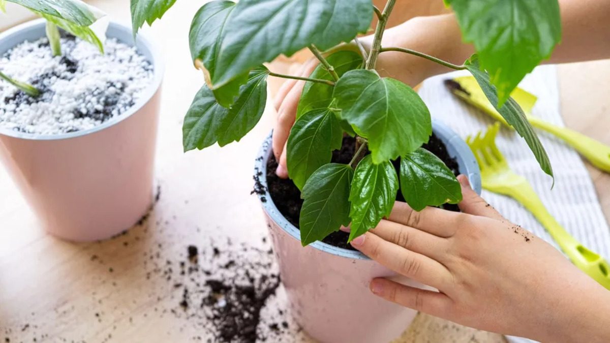 Sol Cu Insecte Comment éliminer naturellement les insectes du sol des plantes d ...