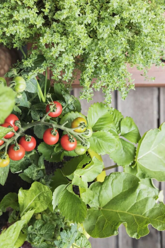 les plants de tomates