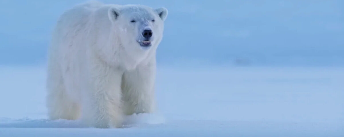Les amateurs de mammifères ‘n’ont jamais été aussi déchirés’ alors qu’un ours polaire poursuit sa prochaine proie