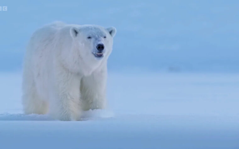 ours polaire_1