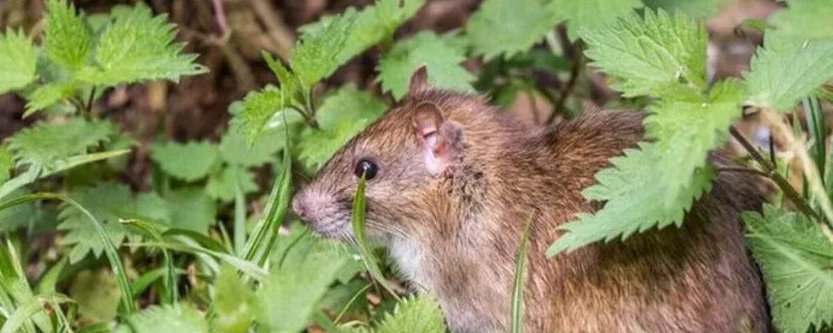 Quatre plantes qui ‘repoussent’ les rats et ‘les tiennent à distance’ – et elles sont toutes faciles à cultiver
