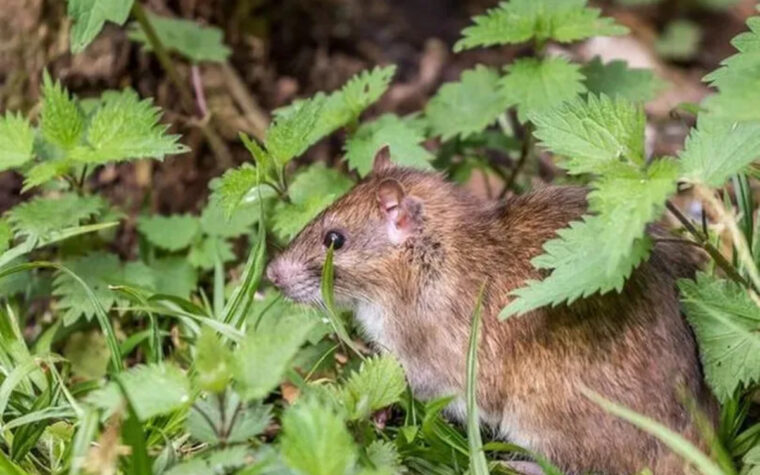 plantes protectrices contre les rats