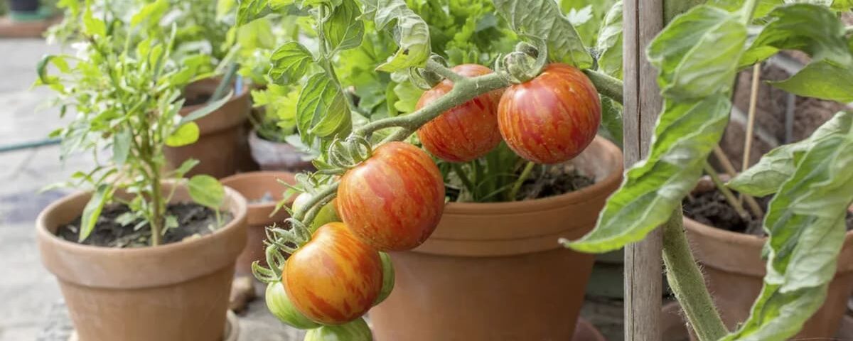 Combien d’eau les plants de tomates ont-ils besoin ? Conseils pour éviter le flétrissement Combien d’eau les plants de tomates ont-ils besoin ? Conseils pour éviter le flétrissement