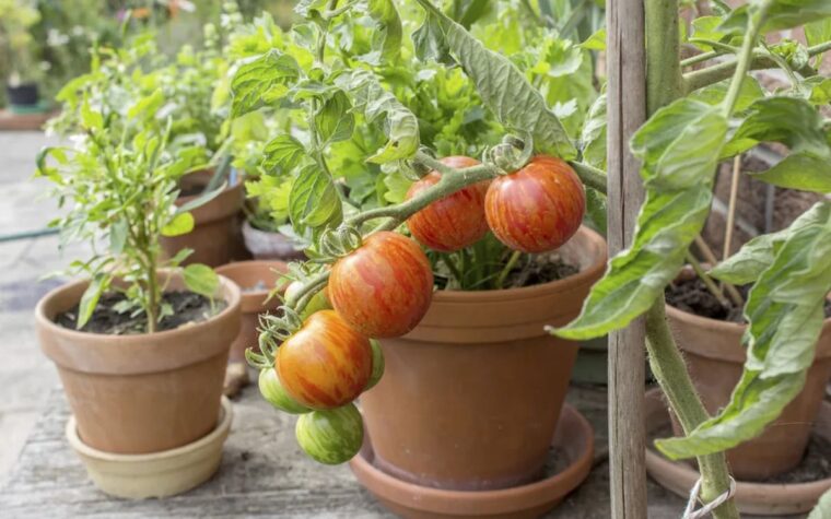 plants de tomates