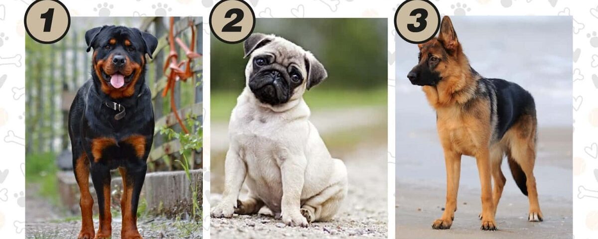 Test de personnalité : découvrez votre style de communication en choisissant un de ces chiens !