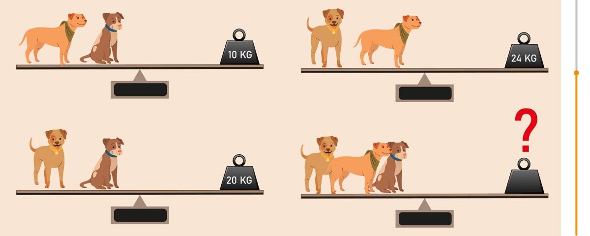 Test de poids : Pouvez-vous deviner le poids total de 3 chiens en 60 secondes ?