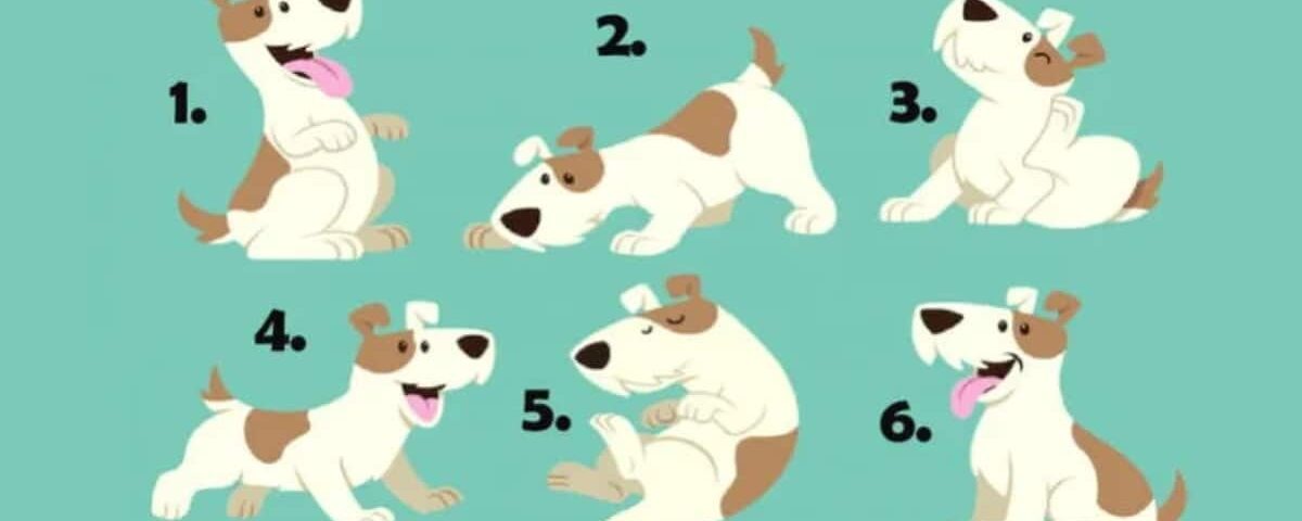 Test de personnalité : Êtes-vous un séducteur ? Découvrez-le en choisissant un chien !
