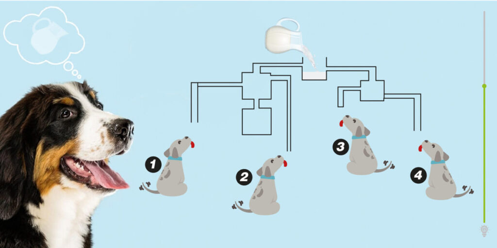 Test de QI chien