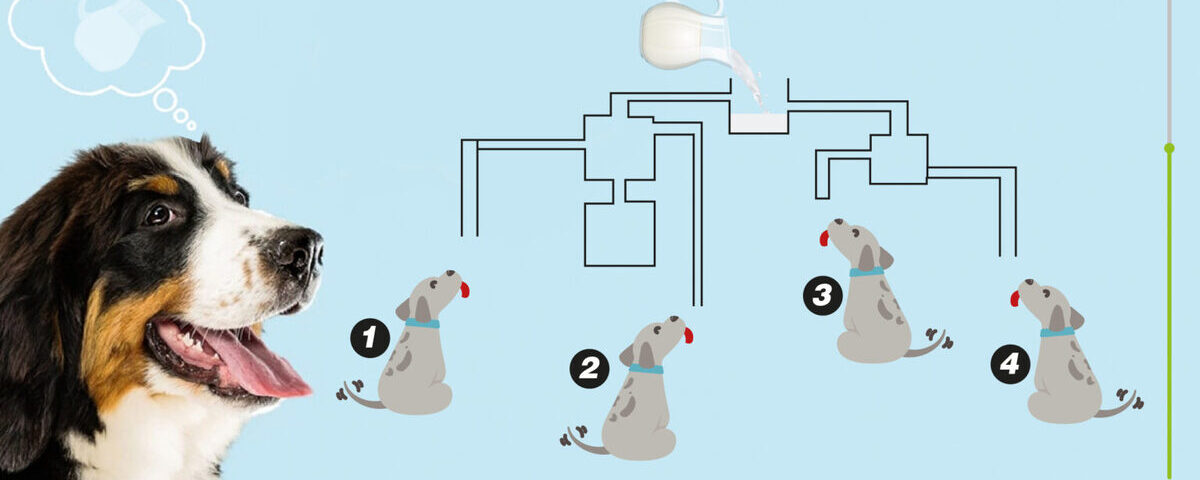 Test de QI : Qui parmi ces chiens boit du lait en premier ? Réponse en 20 secondes !