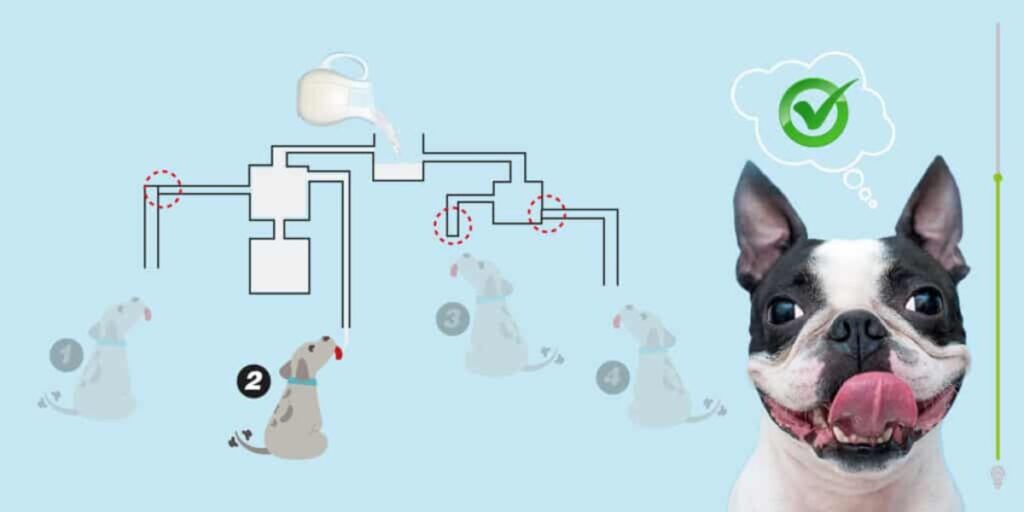 solution Test de QI chien boit du lait