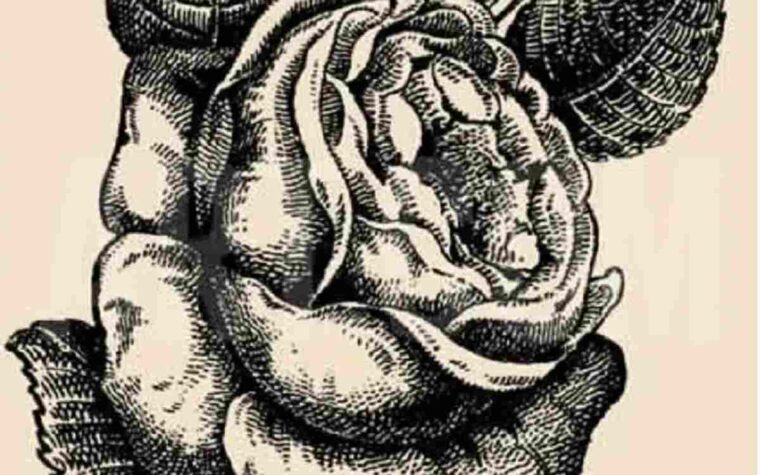 Retrouvez le visage de la fille caché dans cette rose