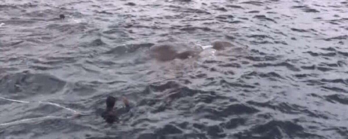 Des marins sautent par-dessus bord en voyant ce qui est dans l’eau