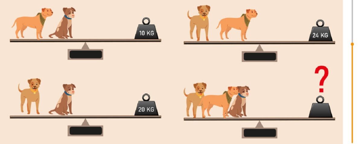 Test de poids pour trois chiens : pouvez-vous deviner le total en 60 secondes ? Test de poids pour trois chiens : pouvez-vous deviner le total en 60 secondes ?