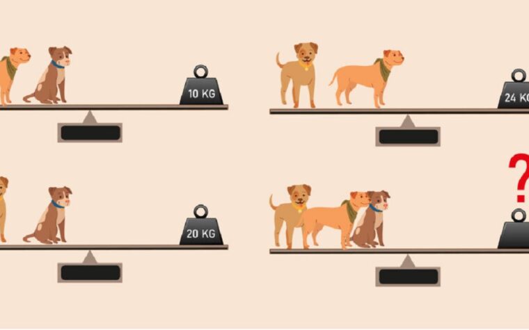 Test de poids pour trois chiens defi