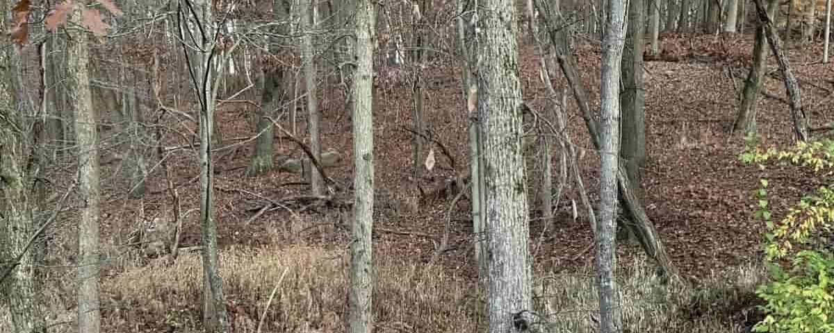 Illusion d’optique : avez-vous des yeux d’aigle pour repérer le cerf dans la forêt en moins de 17 secondes ?