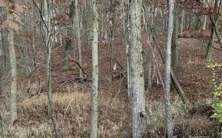 Repérer le cerf dans la forêt