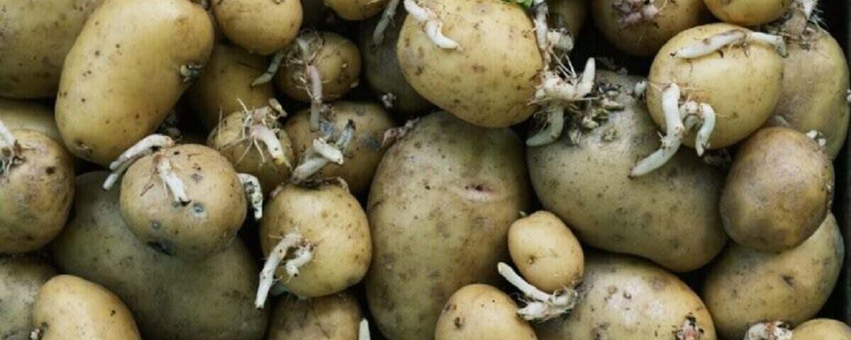 Comment conserver les pommes de terre pour éviter qu’elles ne germent ? Le précieux conseil de grand-mère.