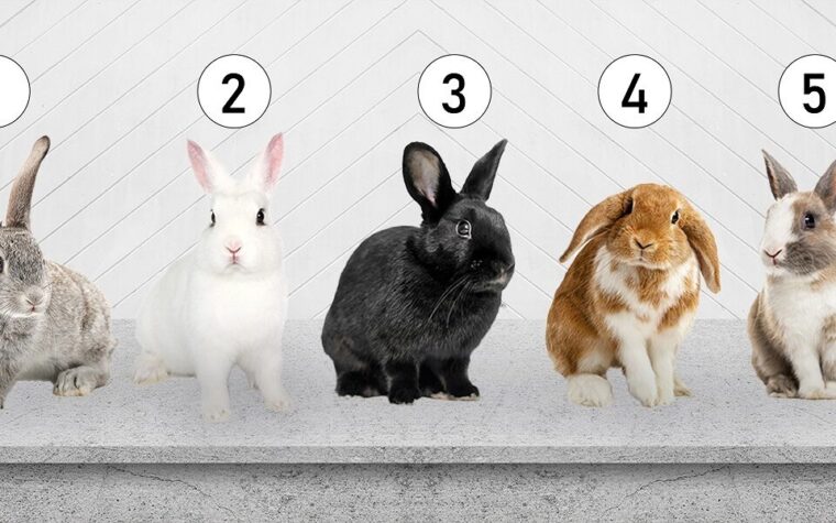 Test de personnalité : Choisissez un lapin et découvrez votre degré de vulnérabilité