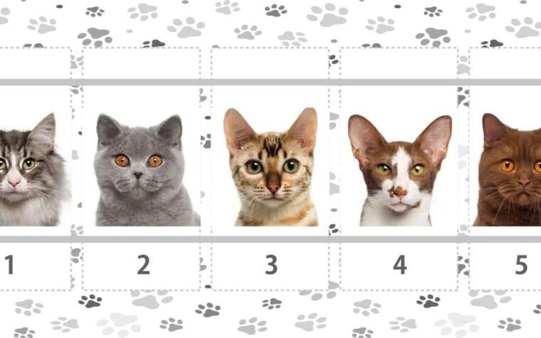 Faites confiance à votre intuition et choisissez un chat pour le découvrir !