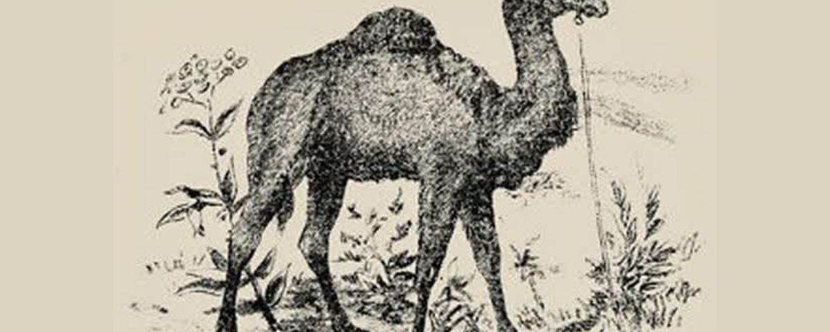 Illusion d’optique pour tester votre QI : Les esprits brillants détectent le cavalier de chameau en 20 secondes !