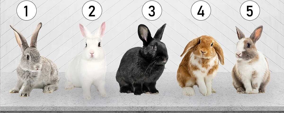 Test de personnalité : Quelle est votre sensibilité émotionnelle ? Faites votre choix parmi ces lapins pour le découvrir