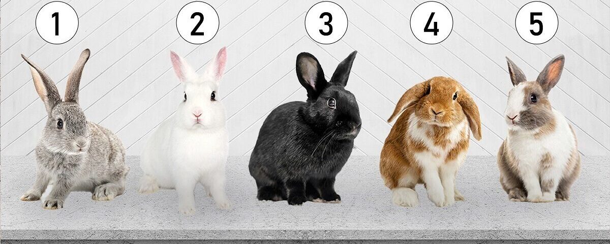 Test de personnalité : Sélectionnez un lapin et explorez votre niveau de sensibilité.