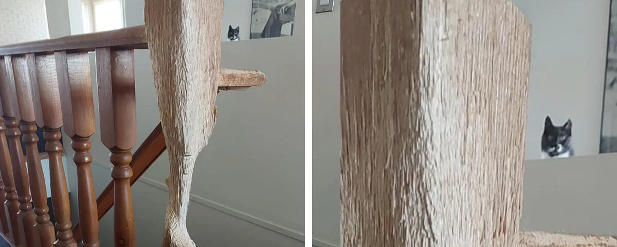 Ce chat a une mission : transformer une rampe en bois en une véritable œuvre d’art
