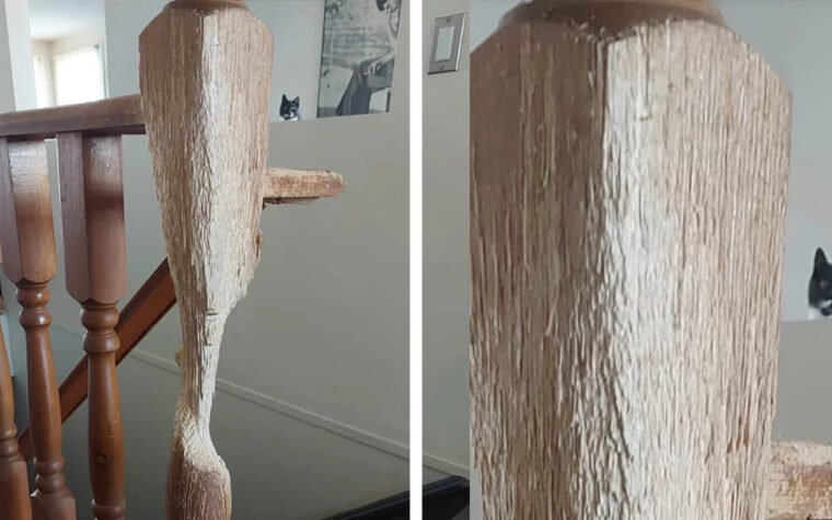 Ce chat a une mission : transformer une rampe en bois en une véritable œuvre d’art