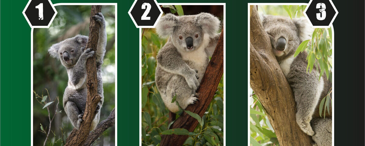 Test de personnalité : Découvrez votre niveau de sécurité – Choisissez un koala sans y penser !