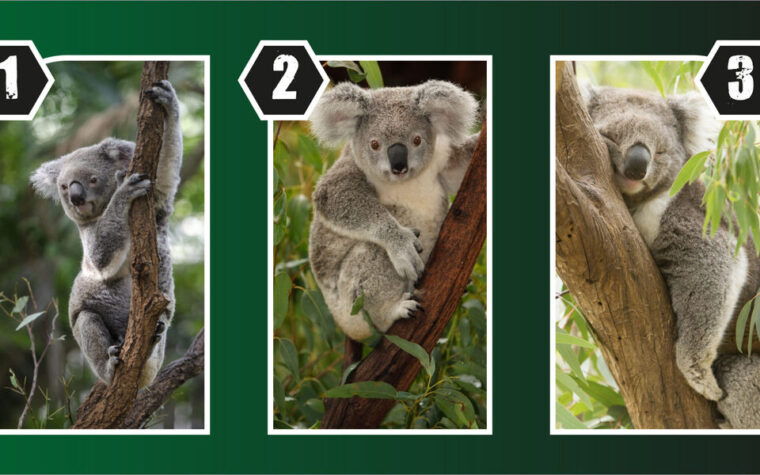 Test personnalité Koala