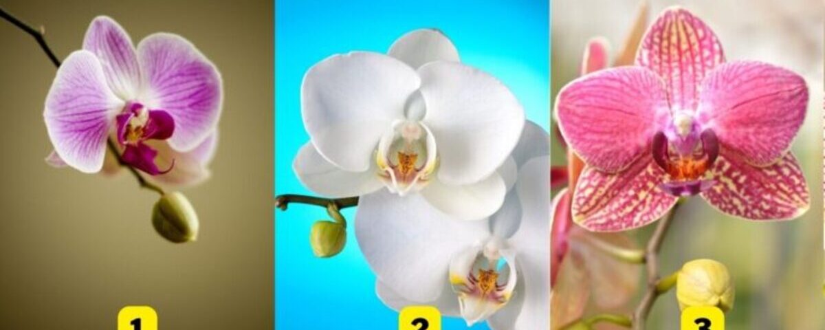 Quelle orchidée choisissez-vous ? Ce test révèle votre niveau de confiance
