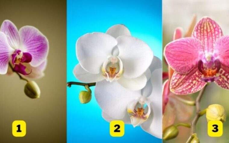 test orchidée