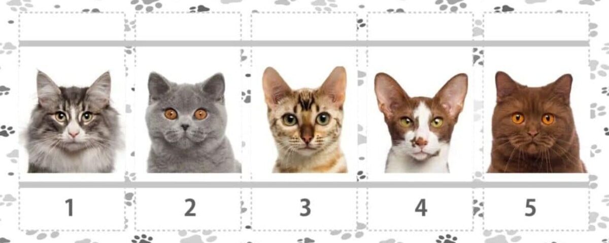 Choisissez un chat et découvrez si vous pouvez vraiment faire confiance à votre intuition Choisissez un chat et découvrez si vous pouvez vraiment faire confiance à votre intuition