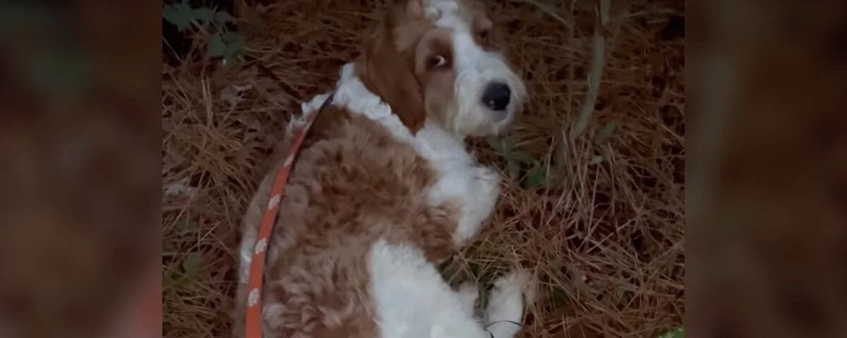 Seul au fond des bois, ce chien se fabrique un lit avec des aiguilles de pin Seul au fond des bois, ce chien se fabrique un lit avec des aiguilles de pin
