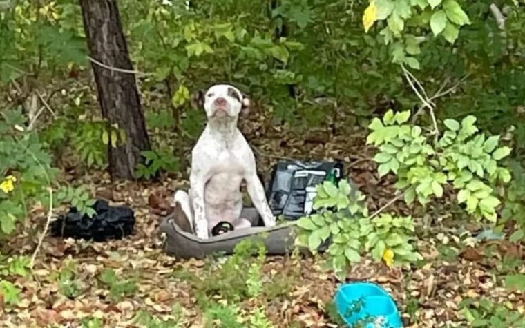 chiot abandonné