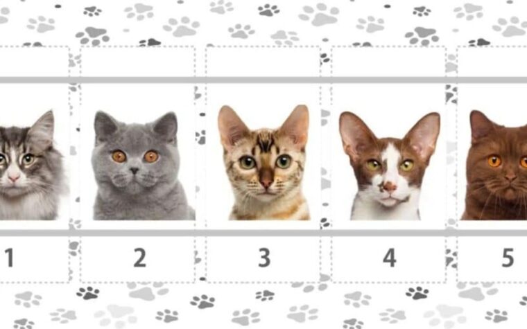 test visuel avec des chats