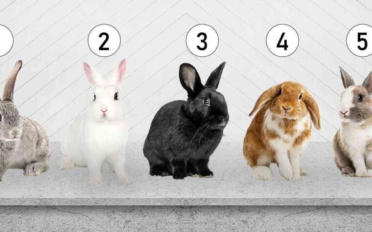 Choisissez un lapin
