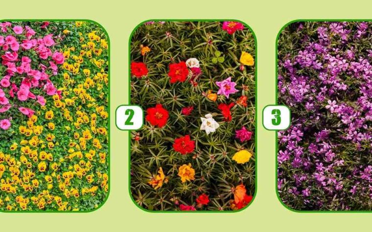 Quel arbuste fleuri révèle votre façon de vivre pleinement ?
