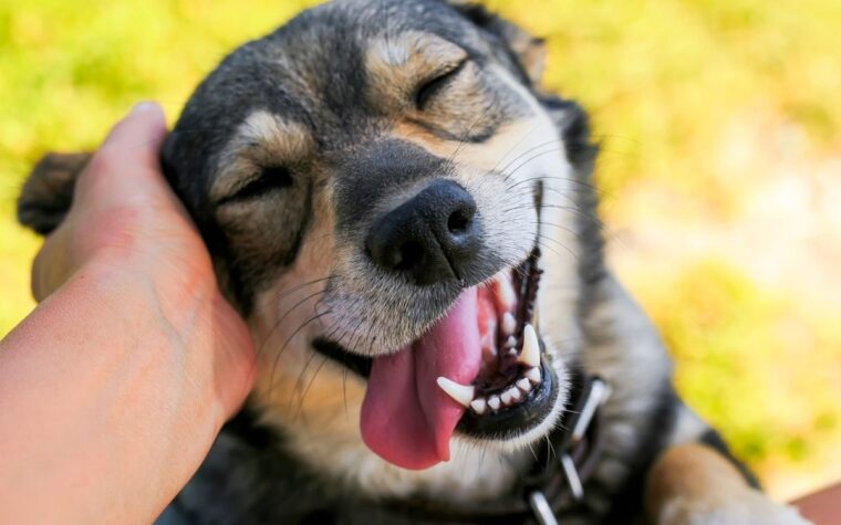 Ces races de chiens vont droit au cœur