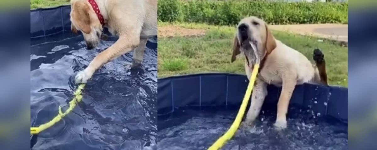 Il joue paisiblement dans la piscine… jusqu’à ce que tout bascule en secondes
