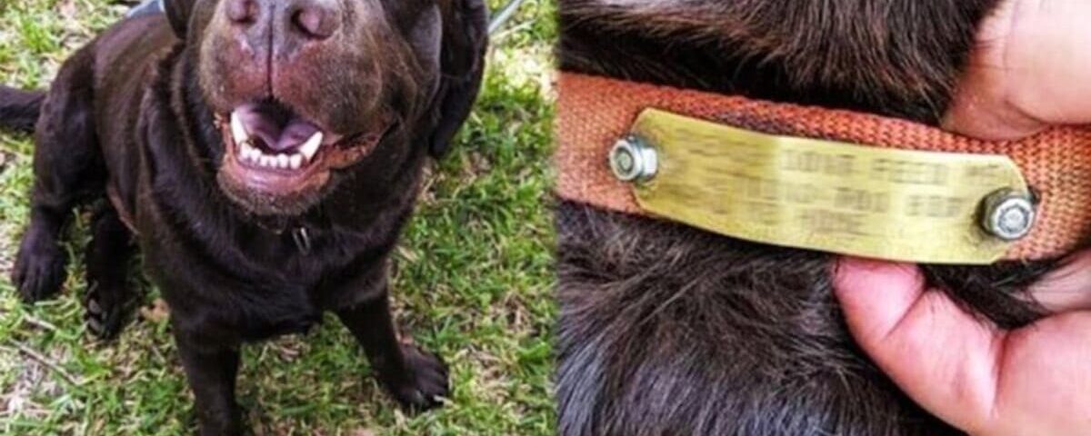 Ils nourrissent un chien errant, puis découvrent un message étonnant sur son collier